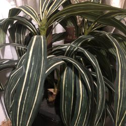 Plant  Striped Leaves ( Looks Like Real But It Is Not)