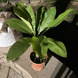 Potted White Plumeria