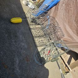 Trapped Crab