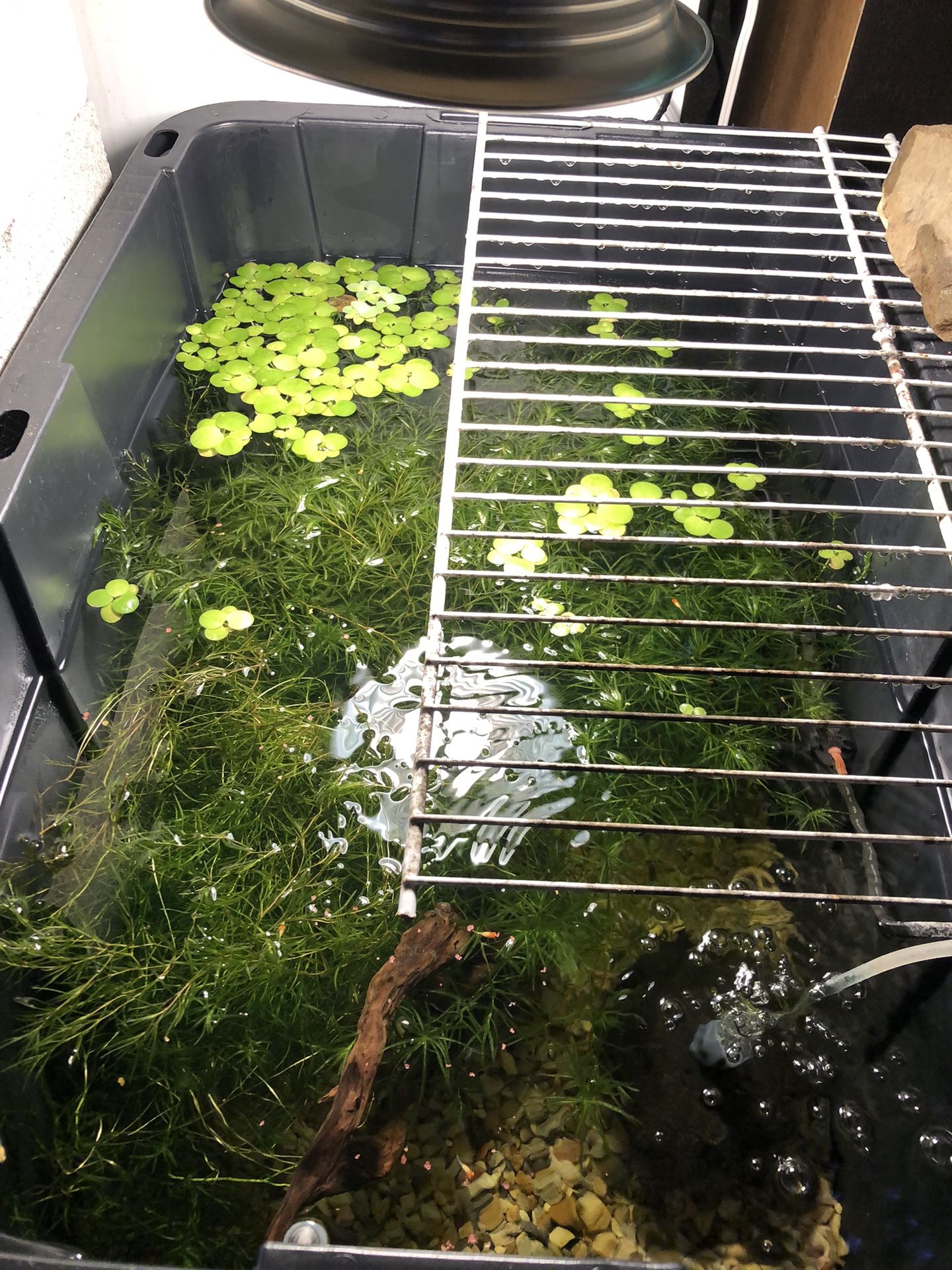 Guppy Grass Aquarium Plant