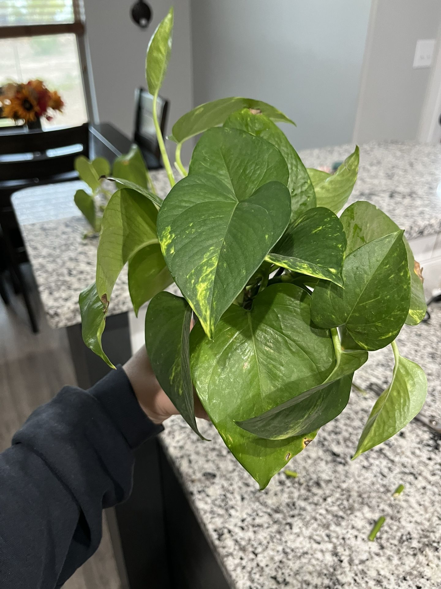 Golden Pothos Cuttings In Water 