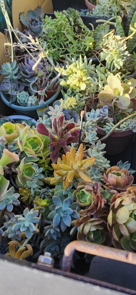 Succulents $5 A Plant And Cactuses $10 A Cactus