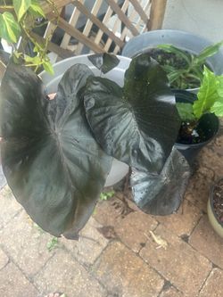  Black Coral Colocasia – The Bold Beauty Your Garden Has Been Missing 🖤 