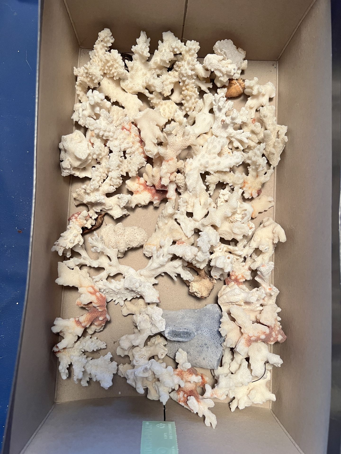 Various Coral specimens