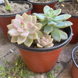 6 inch pot - Succulent plant - Graptosedum Ghosty - Rooted and Ready to be planted 