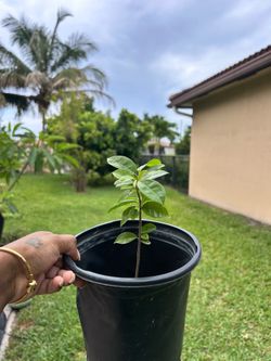 Soursop Trees