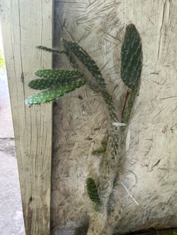 Cactus del viejito
