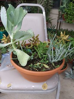 Succulents pots