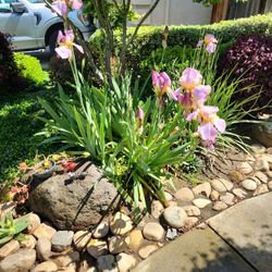 Purple Bearded Iris Plants Fans/bulbs