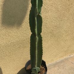 Apple Cactus