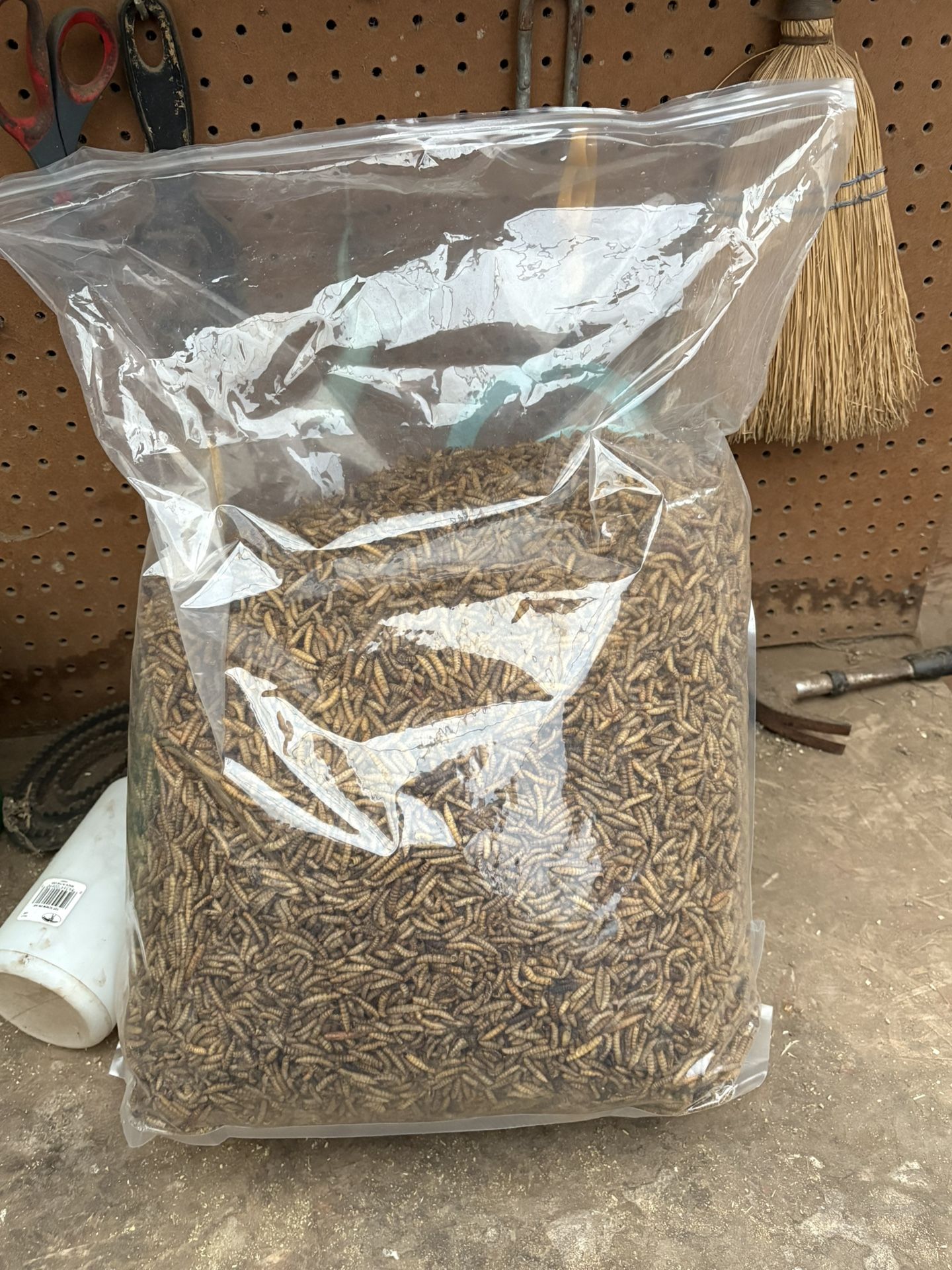 Mealworms