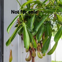 Nephentes Carnivorous Plants (Pitcher Plant) Sown In 6 inches Pot. 