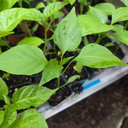 Pepper  Plant