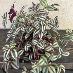 Tradescantia Zebrina