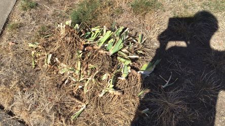 Free Bearded Iris rhizomes