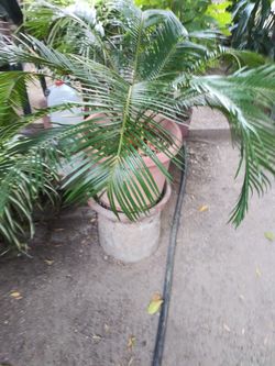 Palma mediana muy bonita