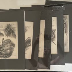 New Boehringer Ingelheim Inc Prints Medical Anatomy Urology Lot of 6 By Didusch