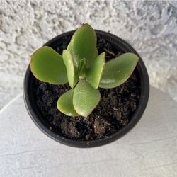 4 Inch Pot Succulent Plant Crassula Ovata Light -  Lemon Jade - Rooted &  Established - Drought Resistant 🪴