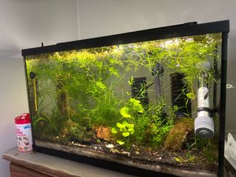 Freshwater Aquarium Setup Available