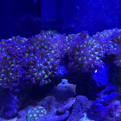 Coral decoration purple hammer coral
