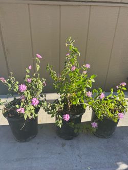 💜🌼 🌿Lantana Plants for Sale 🌿🌼💜