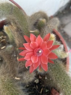 Hildewintera Monkey Tail Cactus Blooming Plant, In 8 Inch Hanging Pot Pick Up Only