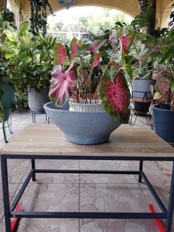 Cement Bowl Planter