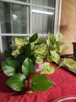 Marble Queen Pothos