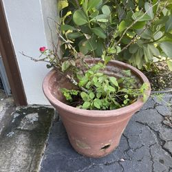 Large Lightweight Fiberglass Planter Pot