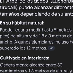 Arbol dedo 7' De Altura Y 40"de Ancho  $250 obo.muy Hermoso