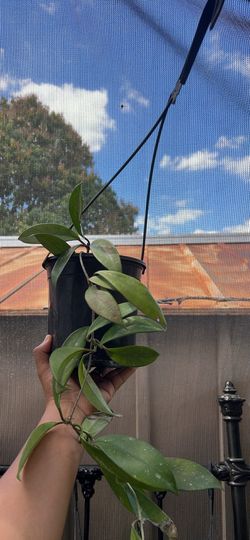 HOYA PUBLICALYX SPLASH 