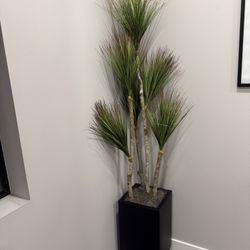 Plant - Madagascar Dragon Tree