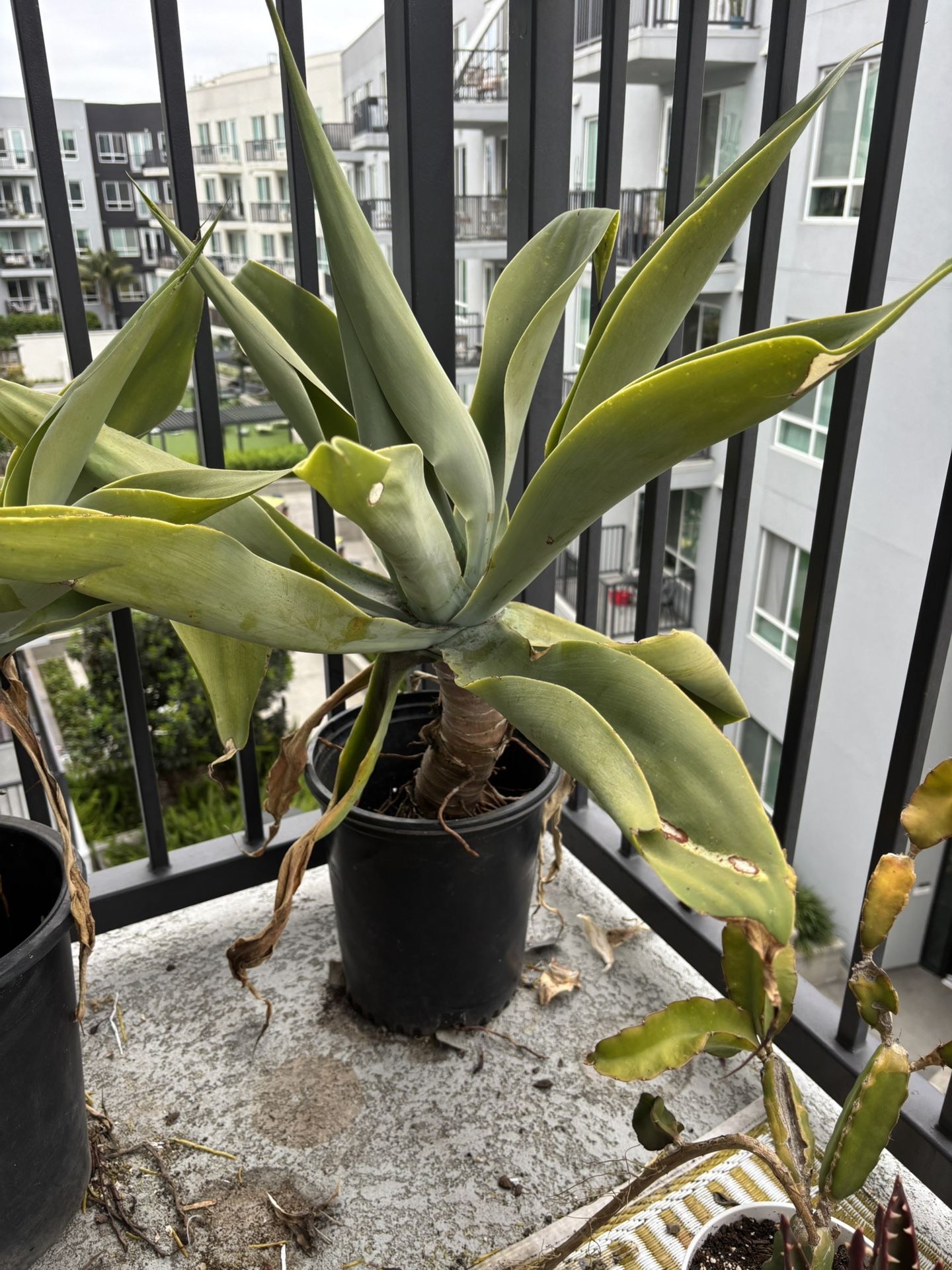 2 foxtail agave succulent
