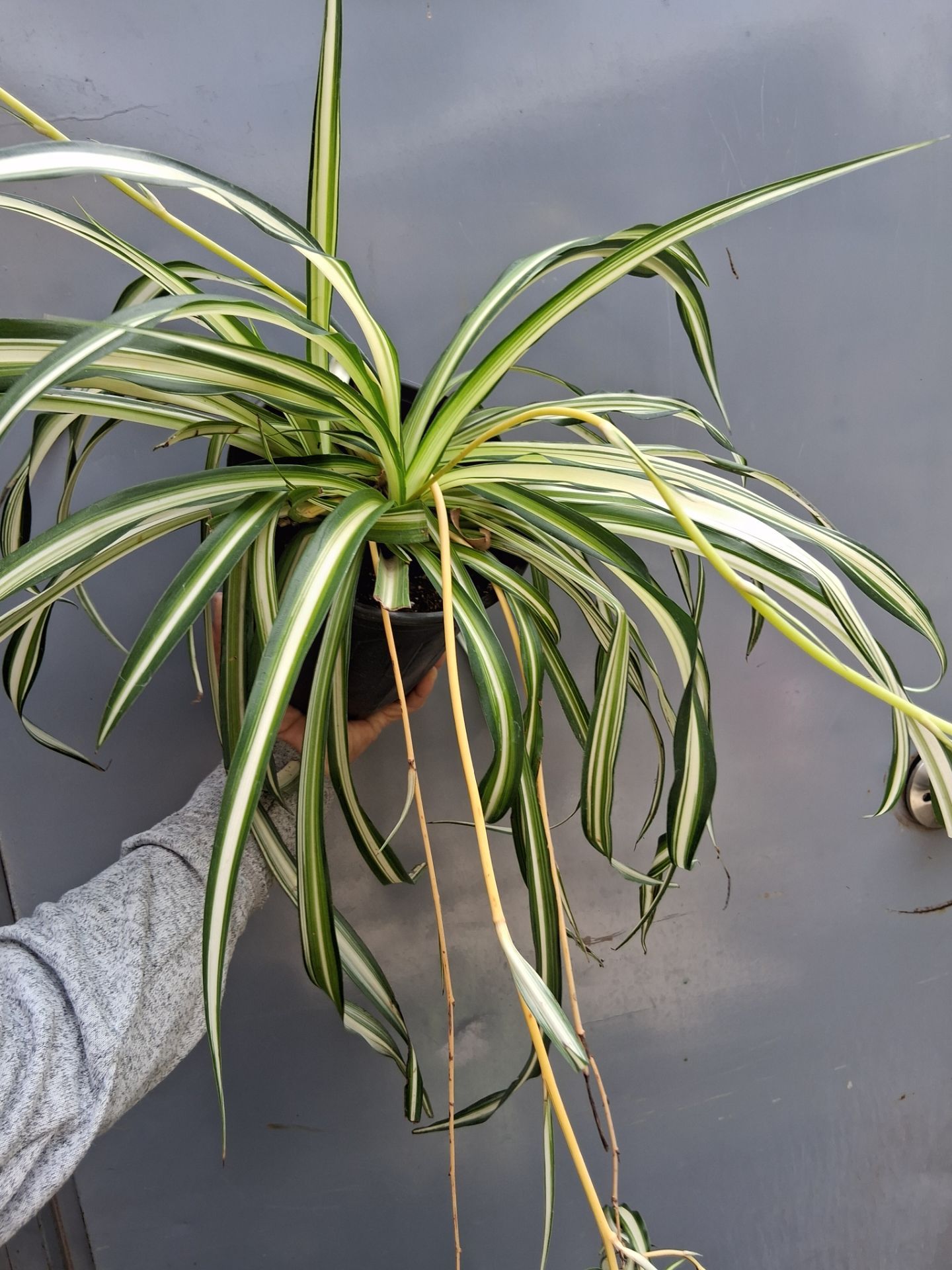 Variegated spider plants