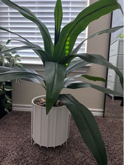 Indoor decor plant 3ft tall OBO