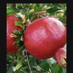 3 Gallon Pomegranate Fully Rooted Plant Punica Granatum