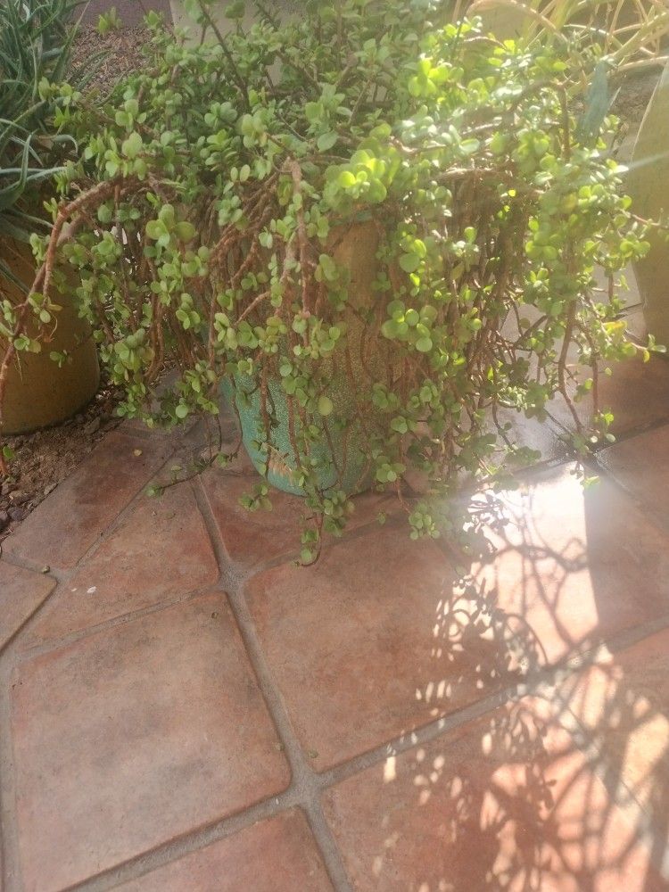 Flower Pot