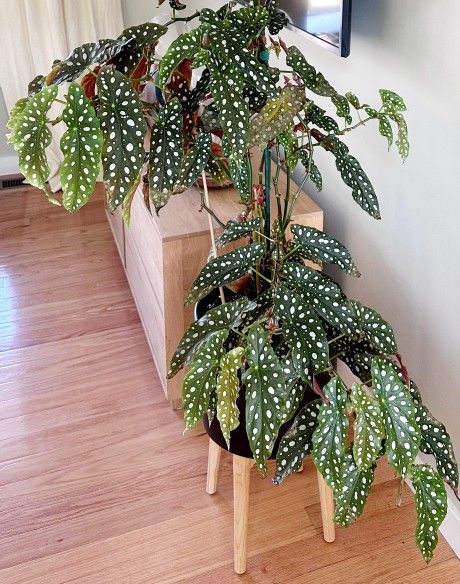Angel Wings Begonia Plant/ Indoor Plant/ House Plant Flower Patio Garden  Starter 