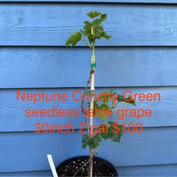 neptune crunchy green seedless table grape plant