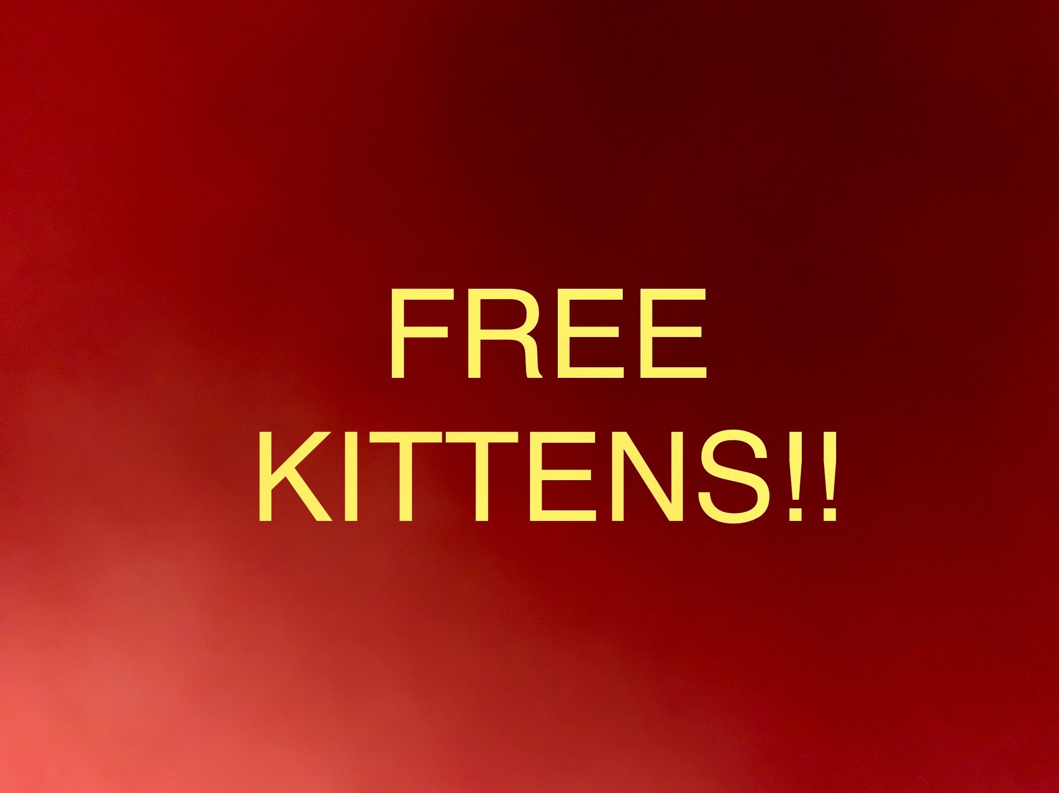 Free Kittens !! 