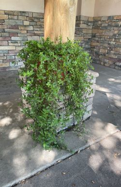 Portulacaria Afra Elephant Food Plant