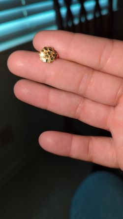 10k gold nuggets piercing