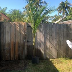9-10 Ft Royal Palm 