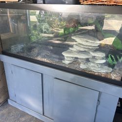 Fish Tank & Stand 55 Gal 