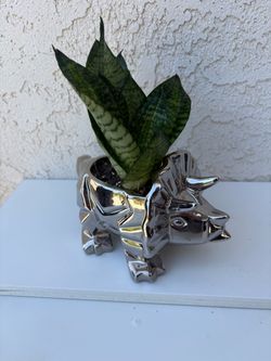 Sansevieria Robusta