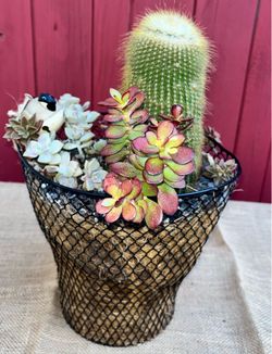 Golden Barrel Cactus in Decorative Bird Basket Planter – Sea Glass Topper