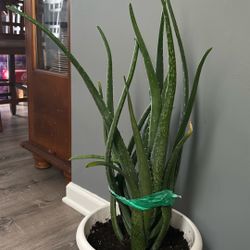 Aloe Vera Plant 🌱 