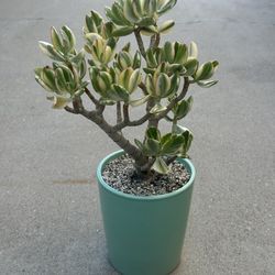 Succulents plants 🪴