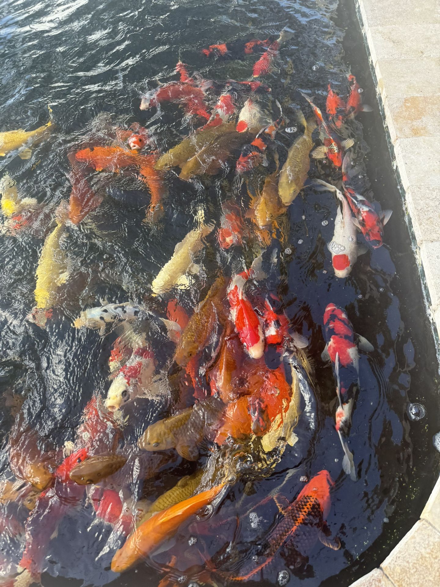 Koi Fish