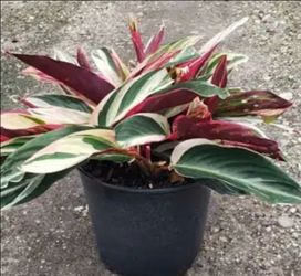 Stromenthe Plants